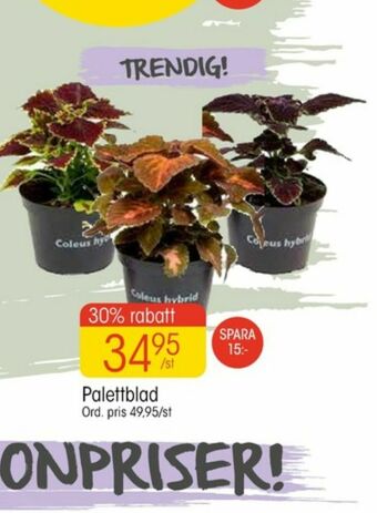 EKO Plantor erbjuda