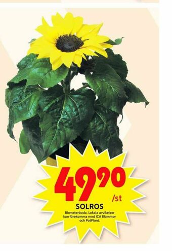 ICA Maxi Blomsterboda Plantor erbjuda