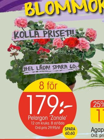 EKO Pelargon 'Zonale' erbjuda