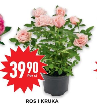 Willys Hemma Ros i kruka erbjuda