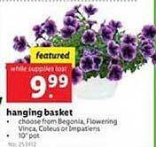 Lidl Hanging Basket offer