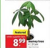 Lidl Money Tree offer