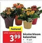 Lidl Bicolor Bloom Kalanchoe offer