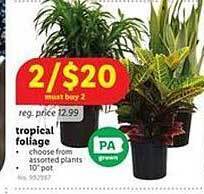 Lidl Tropical Foliage offer