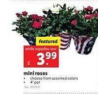 Lidl Mini Roses offer