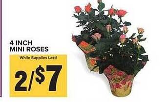 Food Lion 4 Inch Mini Roses offer