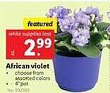 Lidl African Violet offer