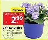Lidl African Violet offer