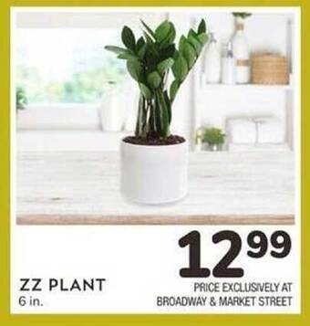 Albertsons Zz Plant offer
