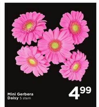 Cub Foods Mini Gerbera Daisy offer