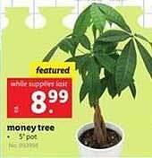 Lidl Money tree offer