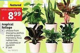 Lidl Tropical foliage offer