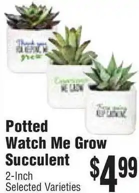 Potted Watch Me Grow Succulent