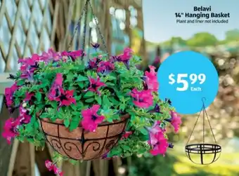 Aldi Hanging Basket offer