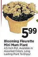 Tops Blooming fleurette mini mum plant offer