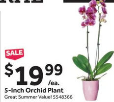 Stop&Shop 5-Inch Orchid Plant offer