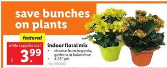 Lidl Indoor floral mix offer