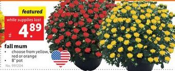 Lidl Fall mum offer