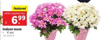 Lidl Indoor mum offer