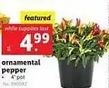 Lidl Ornamental pepper offer