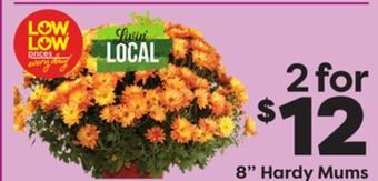 Weis Markets 8" hardy mums offer