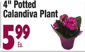 King Kullen 4" potted calandiva plant offer