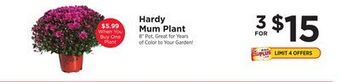 ShopRite Hardy mum plant offer
