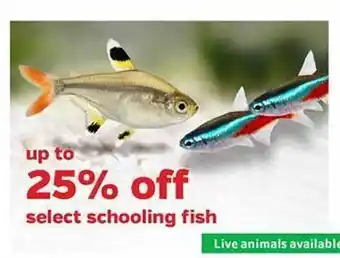 Schooling fish