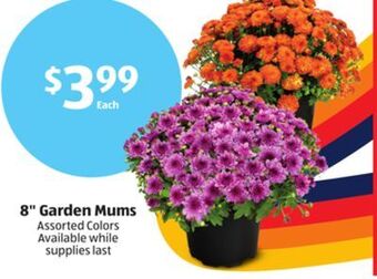 Aldi 8" garden mums offer