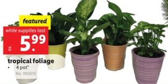 Lidl Tropical foliage offer