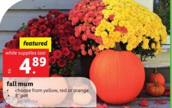 Lidl Fall mum offer