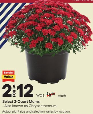 Lowe's Select 3-quart mums offer