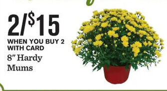 Mariano's 8" Hardy Mums offer