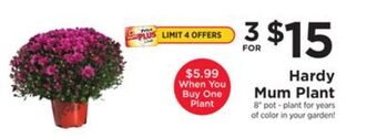 ShopRite Hardy mum plant offer