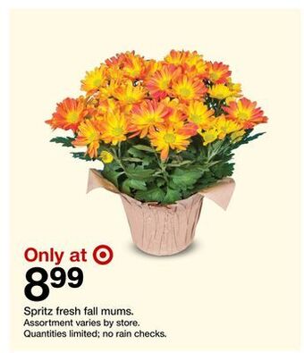 Target Spritz fresh fall mums offer