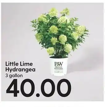 Hy-Vee Little ime hydrangea offer