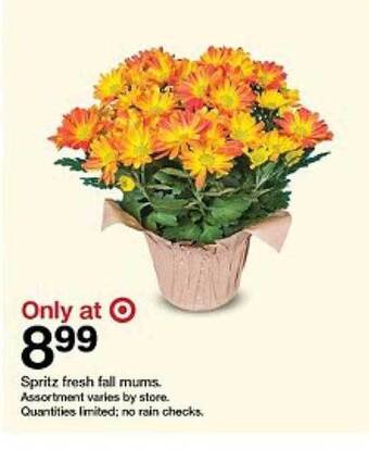 Target Spritz fresh fall mums offer
