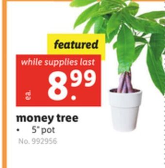 Lidl Money tree offer