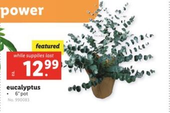 Lidl Eucalyptus offer