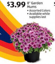 Aldi 8" Garden Mums offer