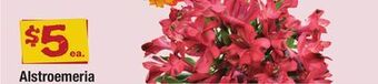 ACME Alstroemeria offer
