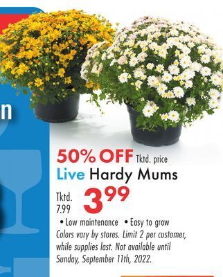Boscov's Live hardy mums offer