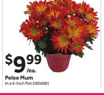 Stop&Shop Pelee mum offer