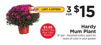 ShopRite Hardy mum plant offer