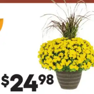 Lowe's 2-gallon chrysanthemum planter offer