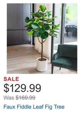 Costco Faux fiddle leaf fig tree offer