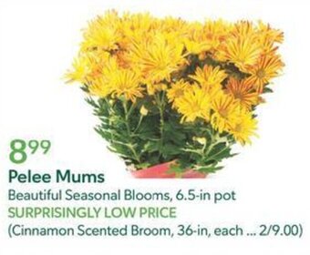 Publix Pelee Mums offer