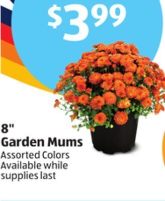 Aldi 8" garden mums offer