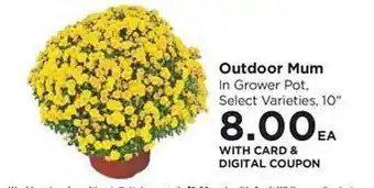 QFC Outdoor mum in grower pot select varieties offer