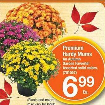 Ace Hardware Premium hardy mums offer